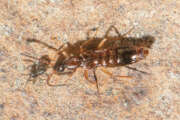 Thumbnail 386713 B