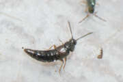 Thumbnail 386725 B