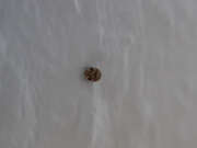 Thumbnail 386726 B