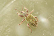 Thumbnail 386730 A