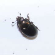 Thumbnail 386742 B