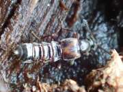 Thumbnail 386768 A
