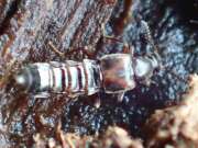 Thumbnail 386768 B