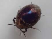 Thumbnail 386776 B