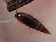 Thumbnail 386780 A