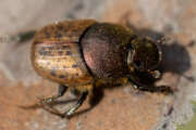 Thumbnail 386781 B