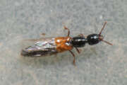 Thumbnail 386846 A