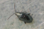 Thumbnail 386849 A