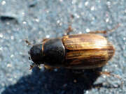 Thumbnail 386899 B
