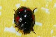 Thumbnail 386903 B