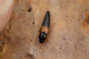 Thumbnail 387003 B