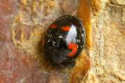 Thumbnail 387012 A