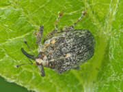 Thumbnail 387025 B