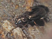 Thumbnail 387027 B