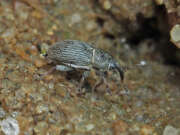 Thumbnail 387030 A