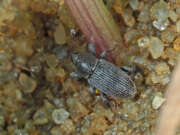 Thumbnail 387030 B