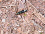 Thumbnail 387044 B