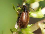 Thumbnail 387051 A