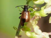 Thumbnail 387051 B