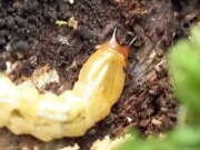 Thumbnail 387052 A