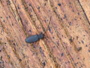 Thumbnail 387053 B