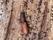 Thumbnail 387055 B