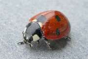 Thumbnail 387060 A
