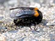Thumbnail 387063 B