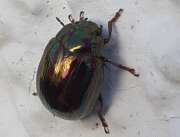 Thumbnail 387067 A