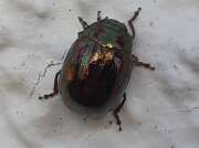 Thumbnail 387067 B