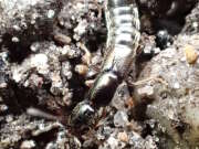 Thumbnail 387069 B