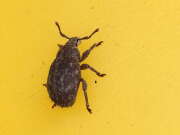 Thumbnail 387070 A