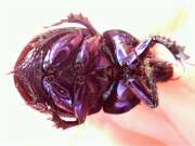 Thumbnail 387072 B