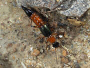 Thumbnail 387078 A