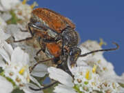 Thumbnail 387081 A