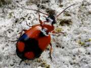 Thumbnail 387083 B