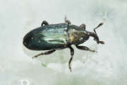 Thumbnail 387090 B