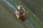 Thumbnail 387092 B