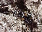 Thumbnail 387150 B