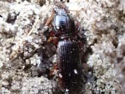 Thumbnail 387151 B