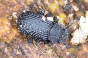 Thumbnail 387157 A