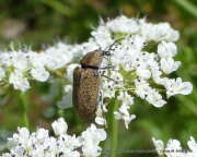 Thumbnail 387171 A
