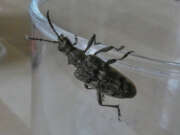 Thumbnail 387174 B