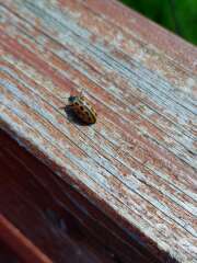 Thumbnail 387188 B