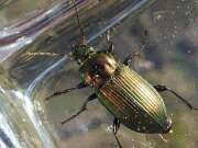 Thumbnail 387202 A