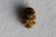 Thumbnail 387207 A
