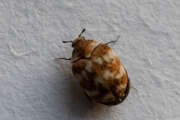Thumbnail 387207 B