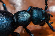 Thumbnail 387225 B