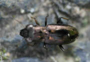 Thumbnail 387251 A