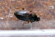 Thumbnail 387313 A